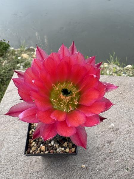 Echinocereus pectinatus detras rot